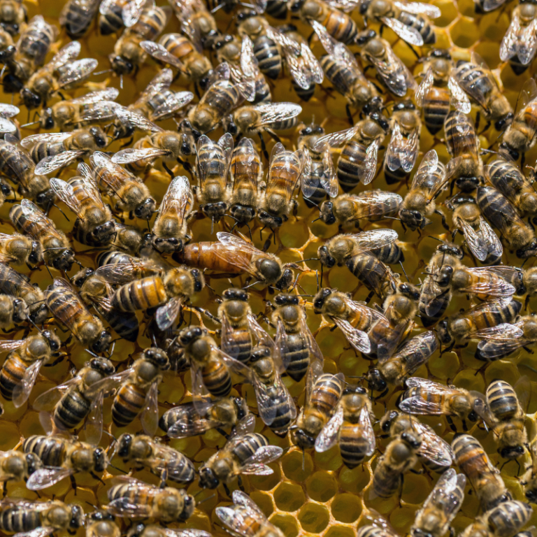 5 Fully mated queen bee