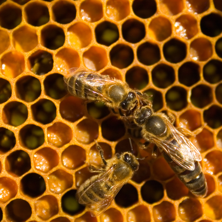 6 Queen bee being fed