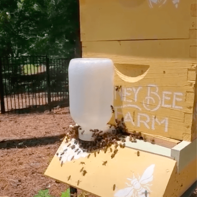 7 Robbing Bees