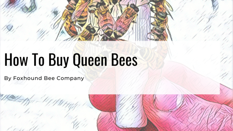 How To Buy Queen Bees