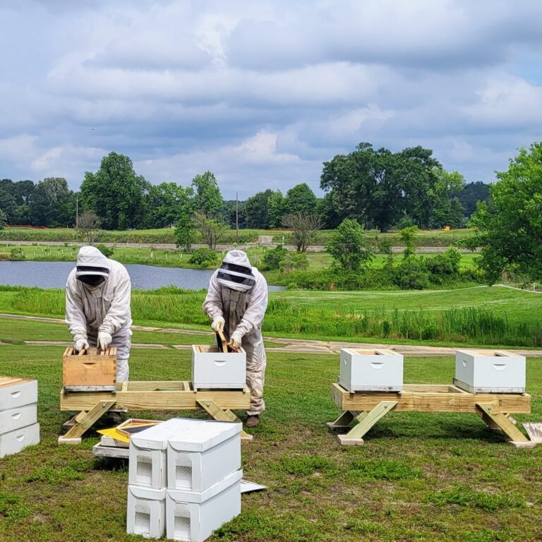 Setting up hives for bees