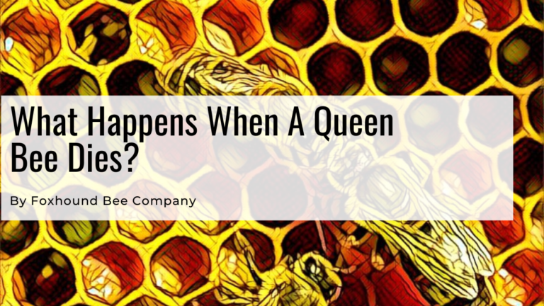 What Happens When A Queen Bee Dies