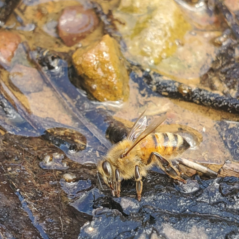 Bee in water source