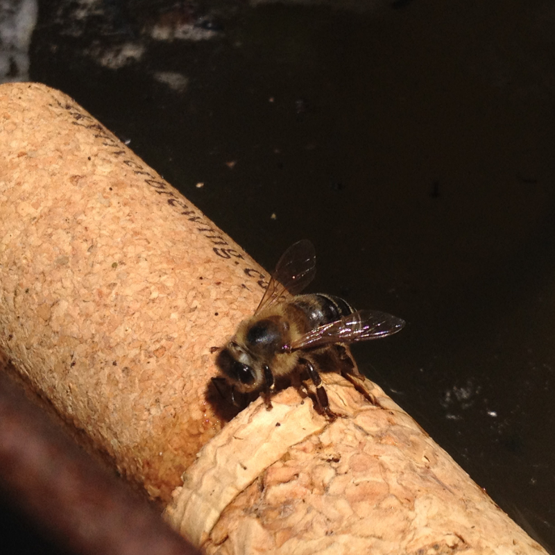 Bees looking for water source