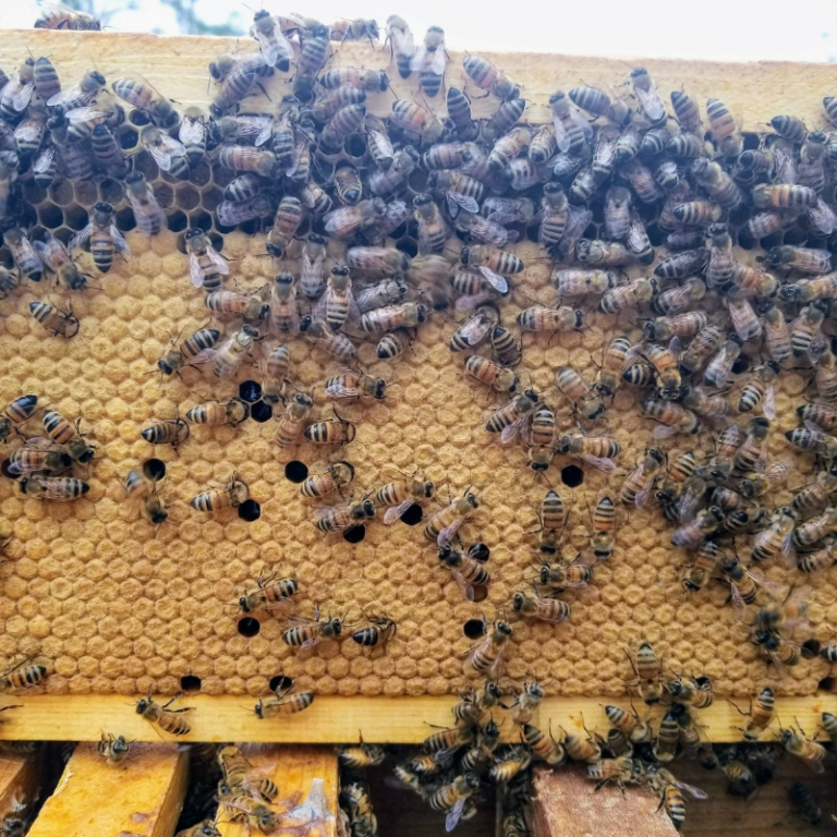 Capped Brood Present