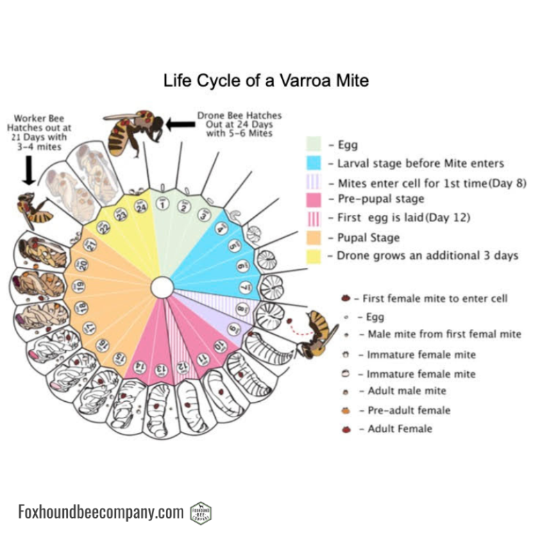 Life Cycle of A Varroa Mite
