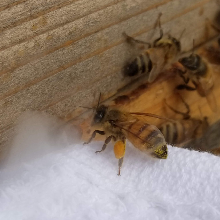Performing the treatment to the bees