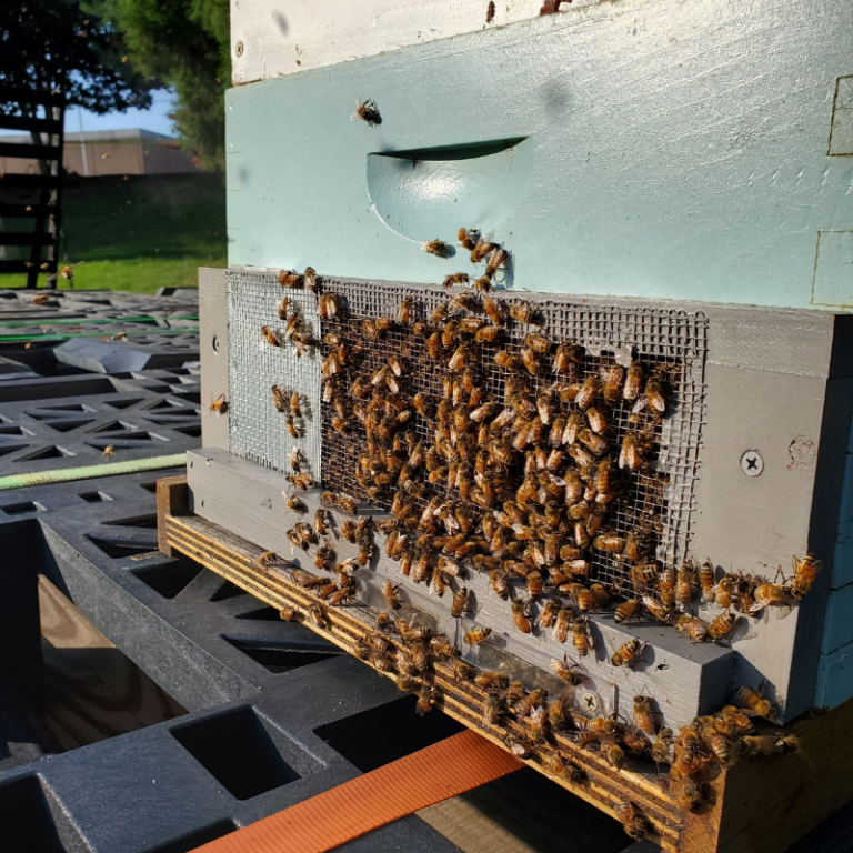 Preparing a new beehive