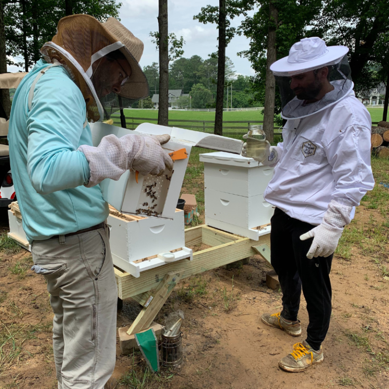 Releasing the bees