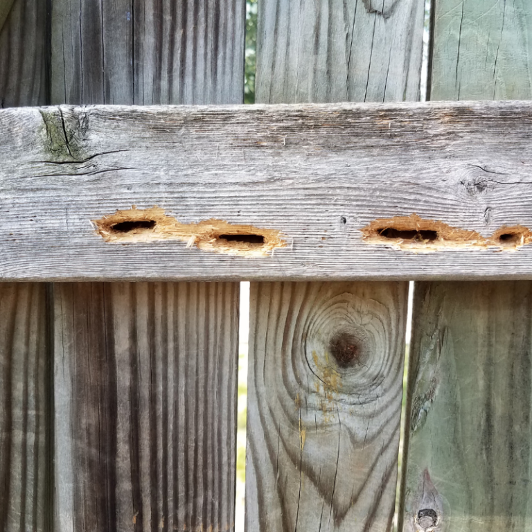 carpenter bee round holes