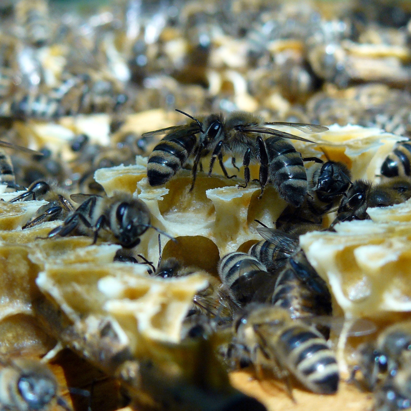 Carniolan Honey Bee