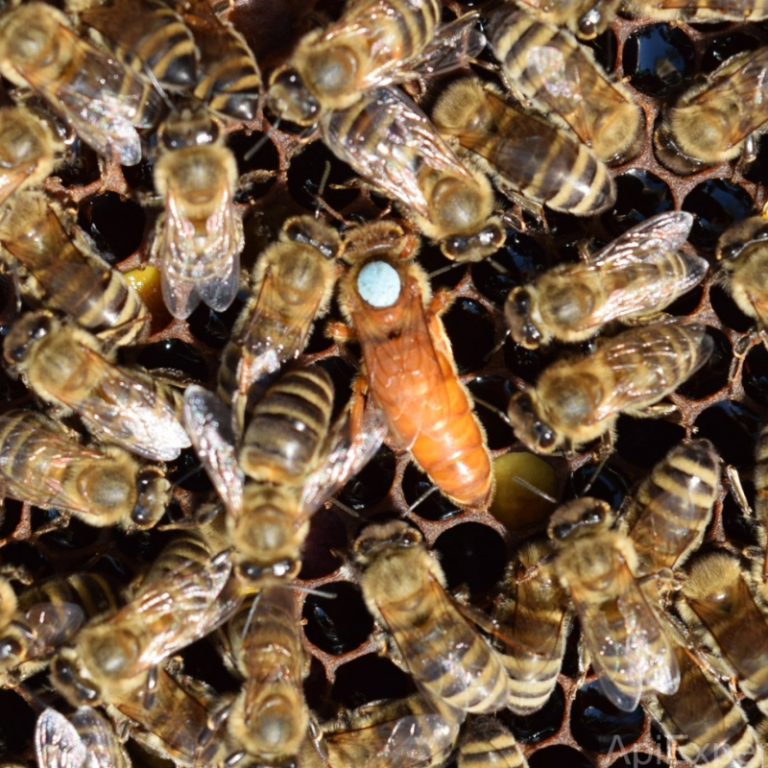 Italian Honey Bee