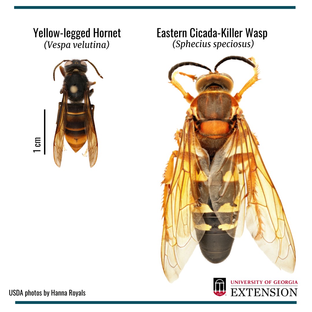 Asian Hornets: Effective Control And Tips For Beekeepers - Foxhound Bee ...