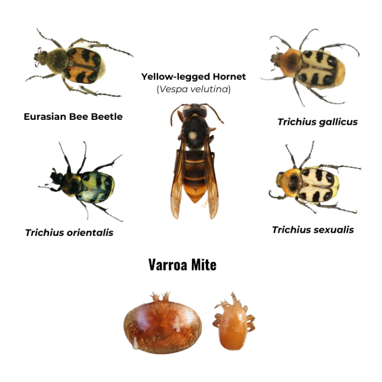 Bee Beetles and Mites and Yellow-legged hornet