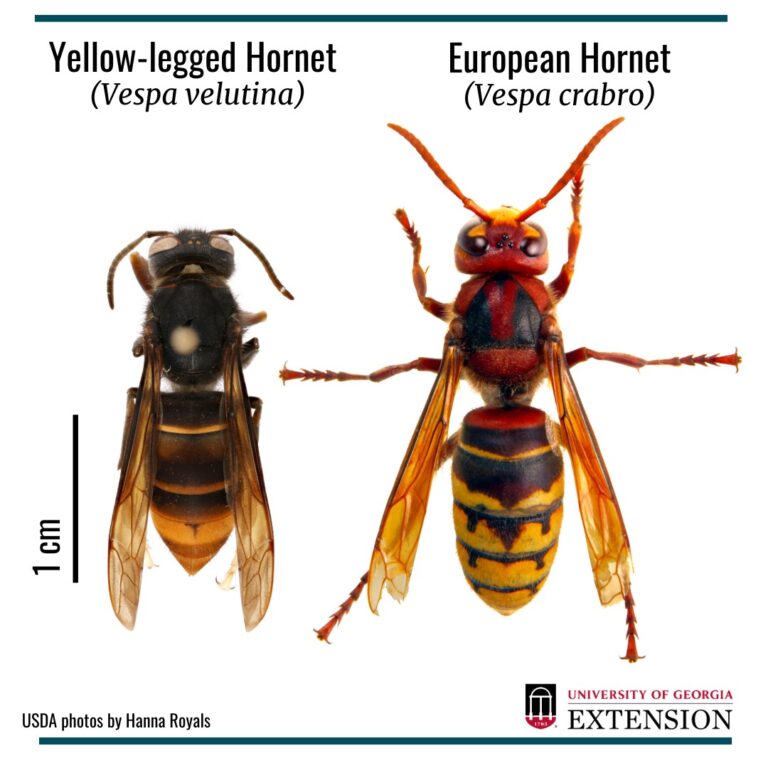 Asian Hornets: Effective Control And Tips For Beekeepers - Foxhound Bee ...