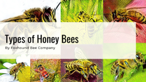 Types of Honey Bees